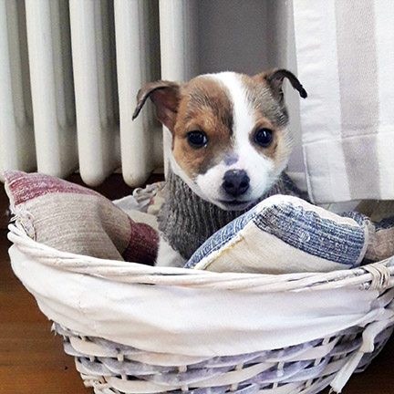 Cagnolino dallo sguardo vispo in una cesta